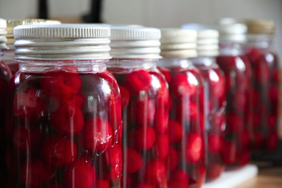 A row of home canned sweet cherries in cherry juice