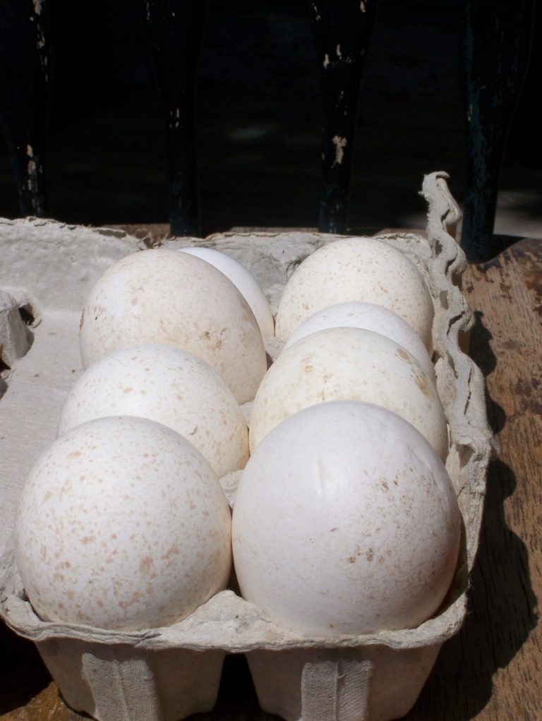 Exploring Chicken, Duck & Turkey Eggs