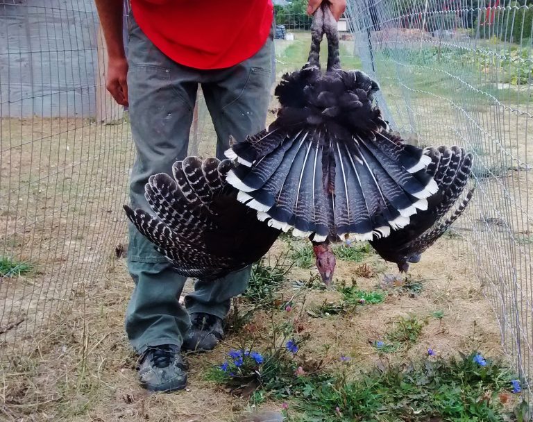How to Clip Your Bird’s Wings