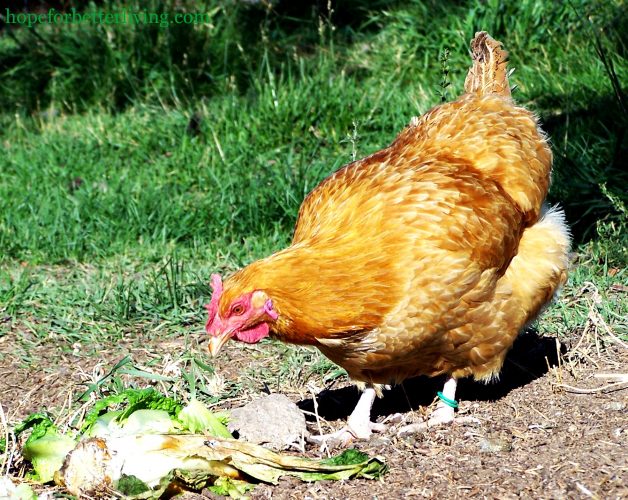How to Clean & Use Old Hens • a traditional life