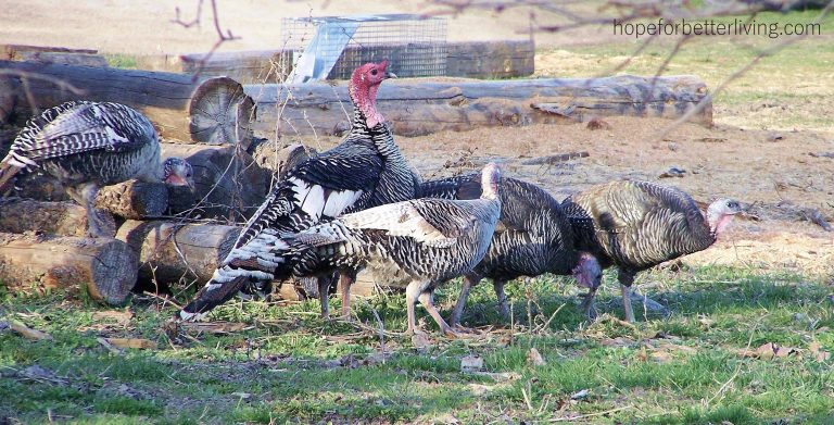 Why Raise Heritage Turkeys?