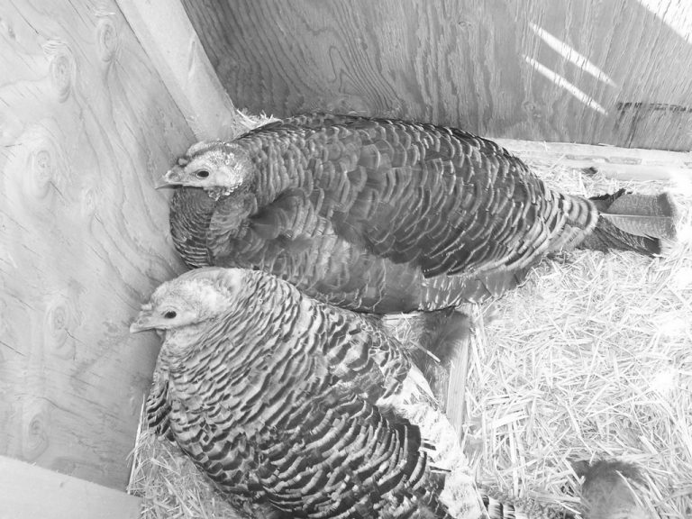 Why Raise Heritage Turkeys?