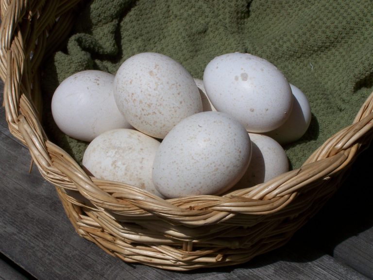 10 Principles to Live By for Homesteading Newbies