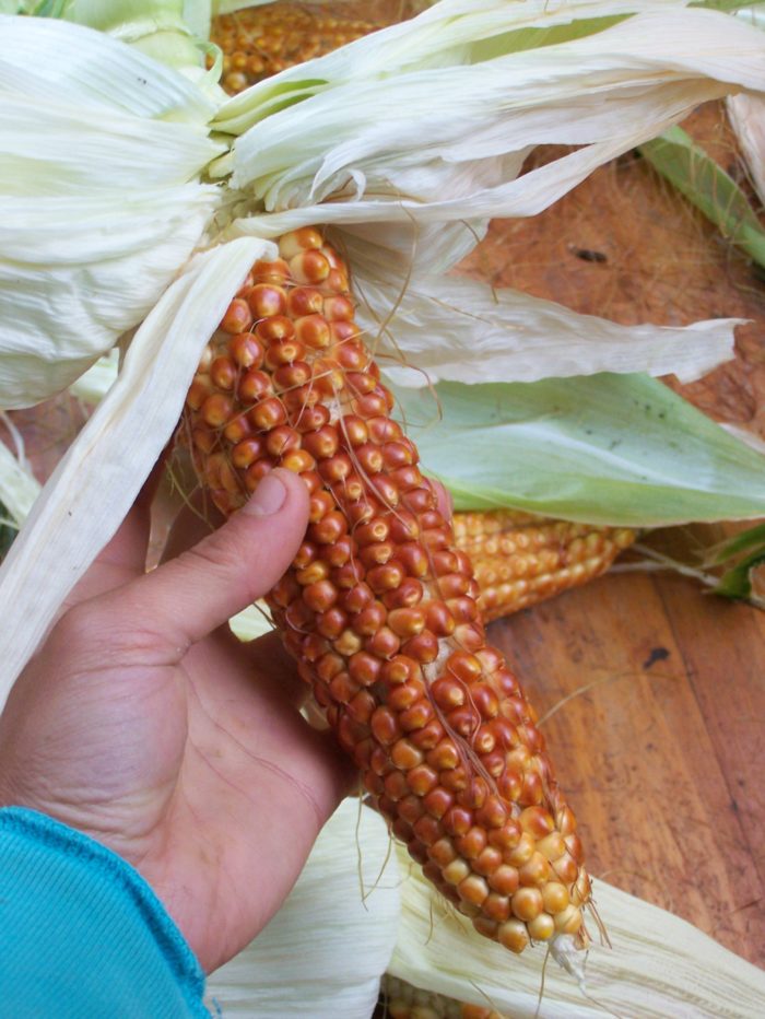 Growing and preparing your own corn for grinding is simple and affords