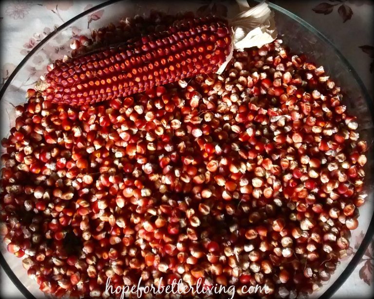 Grow & Dry Corn for Grinding