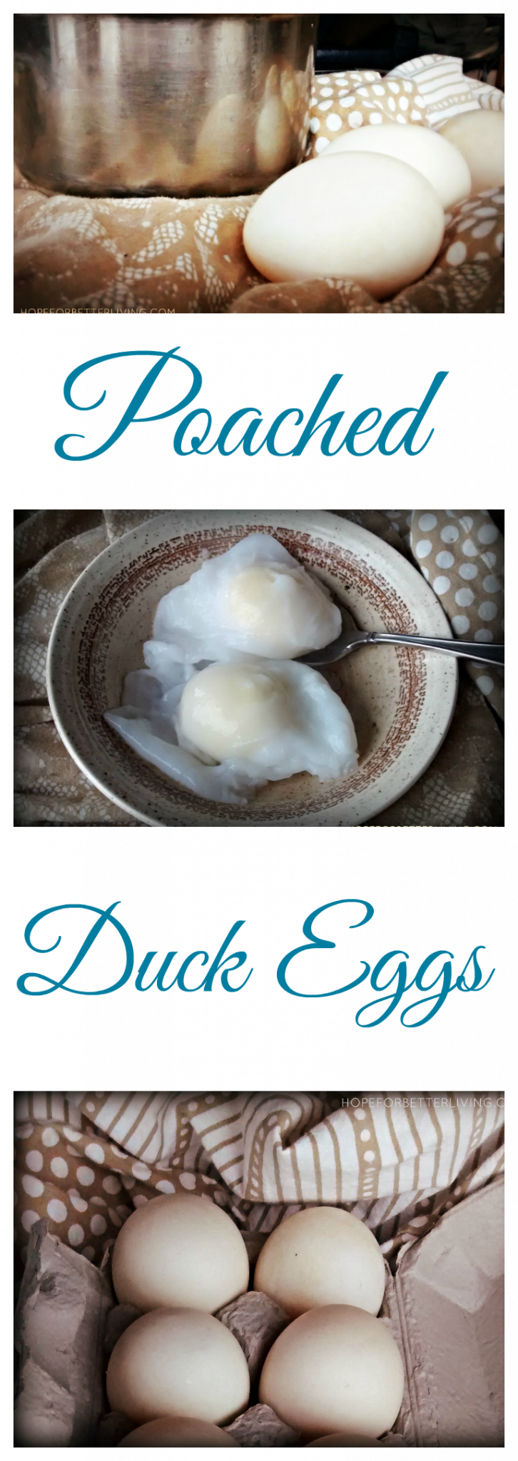 How to Poach Duck Eggs • a traditional life