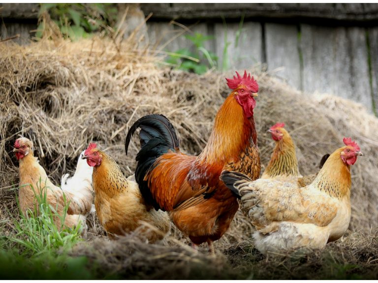 Why We Don't Raise Backyard Chickens