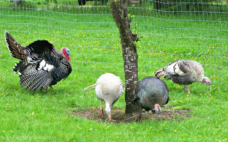 How to Choose the Best Turkey for Your Farm: Broad or Heritage Breeds?