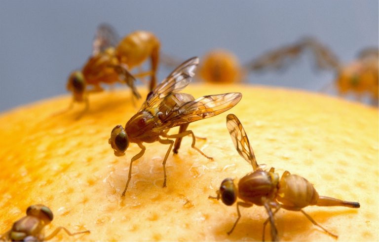 How to Free Your Home of Pesky Fruit Flies