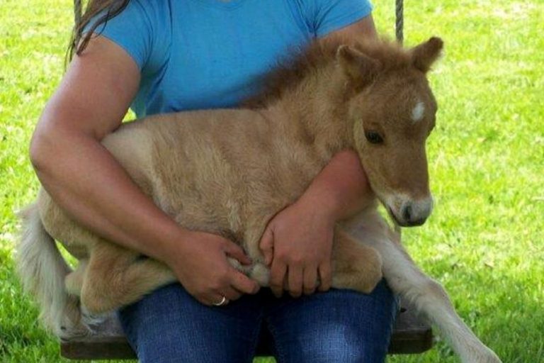 The Basics You Need to Know About Miniature Horses • a traditional life