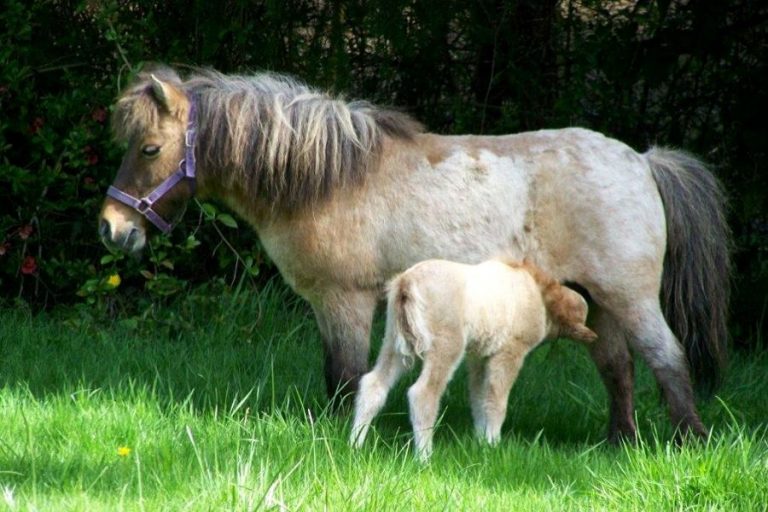 The Basics You Need to Know About Miniature Horses