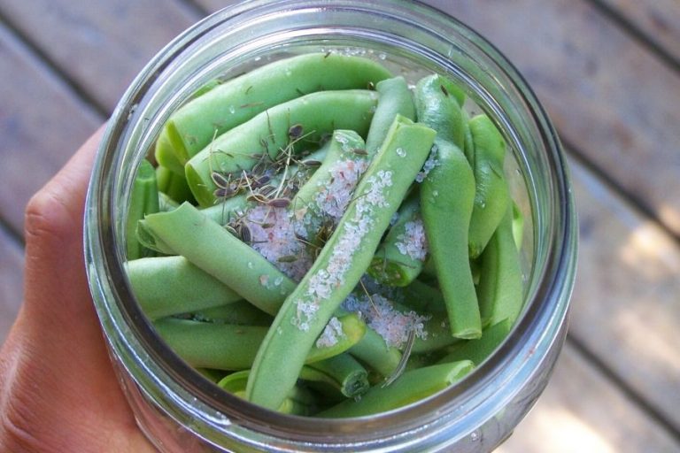 Fresh green beans packed in to a jar for processing