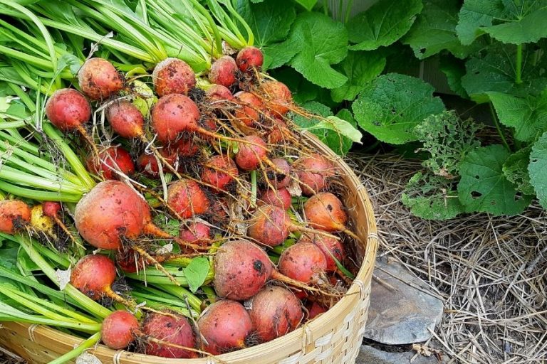 A basket of fresh yellow beets