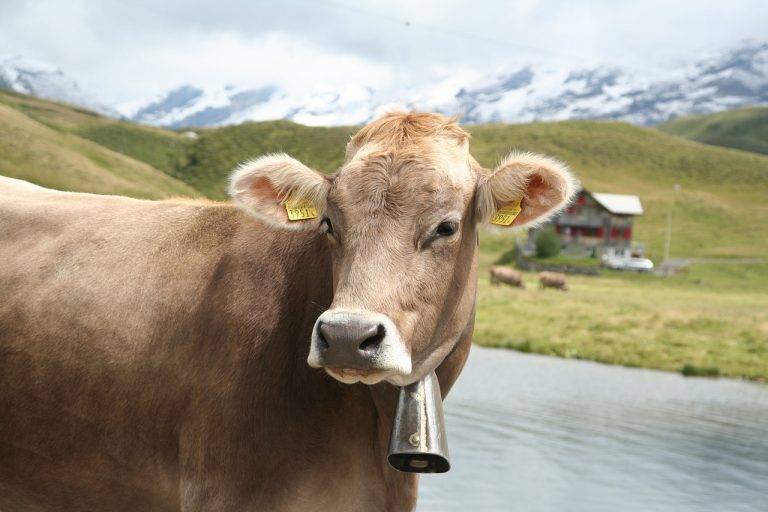 A1 or A2 Protein: What You Need to Know About Dairy