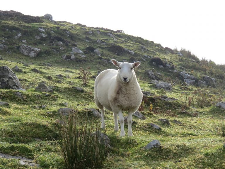 Researching Dairy Sheep