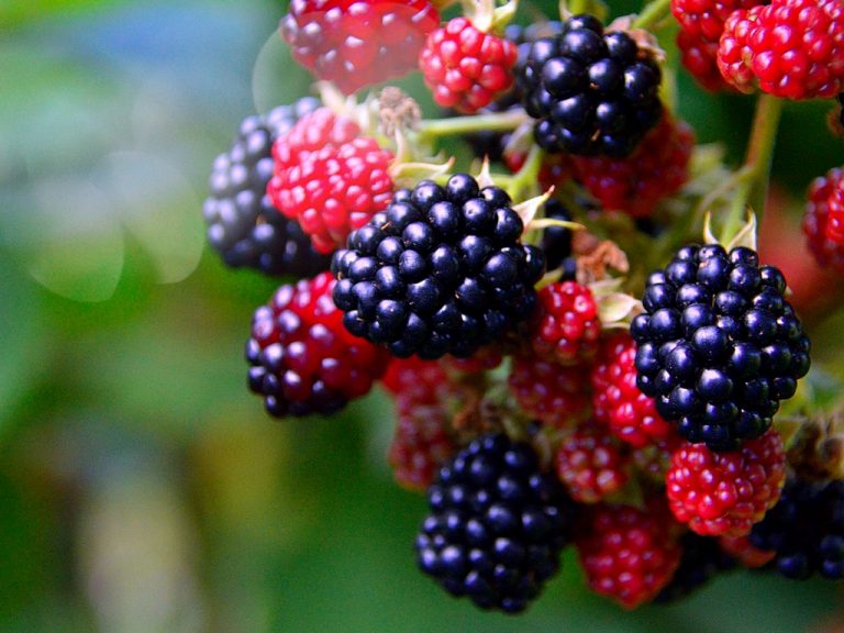 Blackberry Cordial Sweetened with Honey