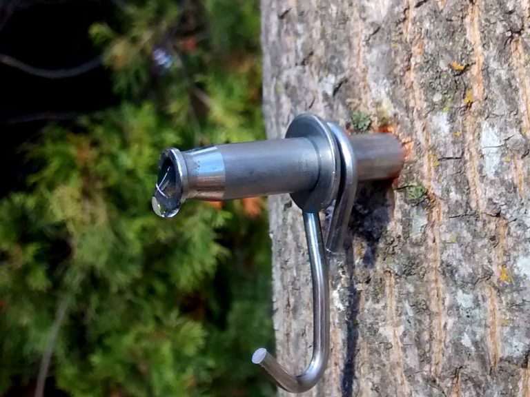 How to Tap a Maple Tree