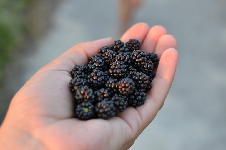 How to Make Blackberry Kvass