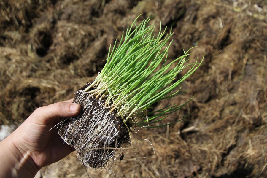 A bundle of onion seedlings started indoors that are ready to be transplanted to the vegetable garden.