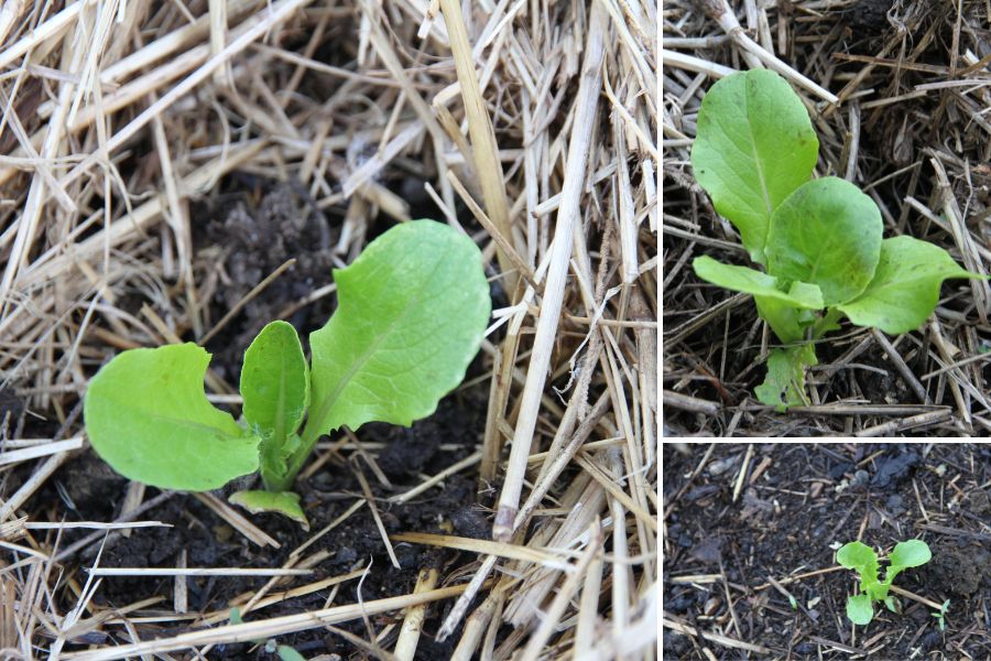 Bright green lettuce seedlings growing in straw mulch.