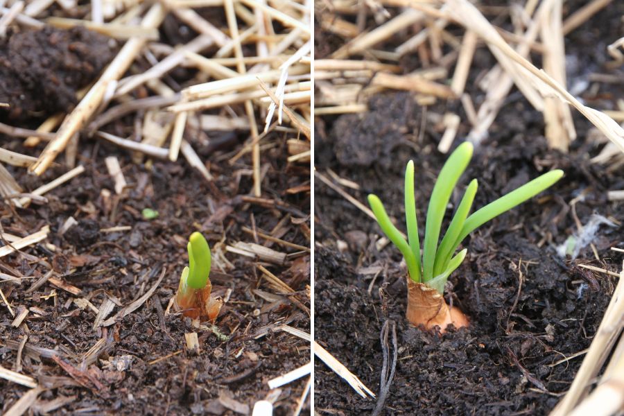 Onion and shallot sets putting up tiny green shoots in the garden.