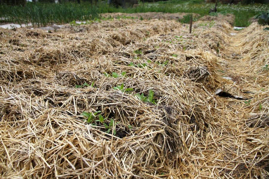 A wide garden bed with beet seedlings planted across the width of the bed, instead of the length of it.