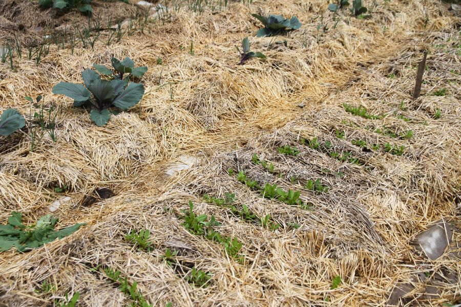 Wide garden beds planted with vegetable seedlings