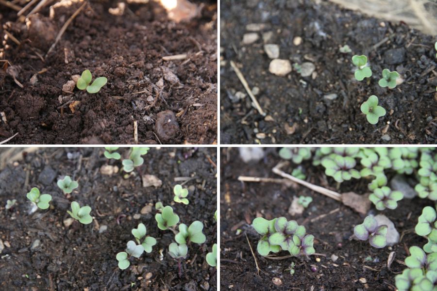Four images showing members of the brassica family with their distinct, heart shaped leaves.
