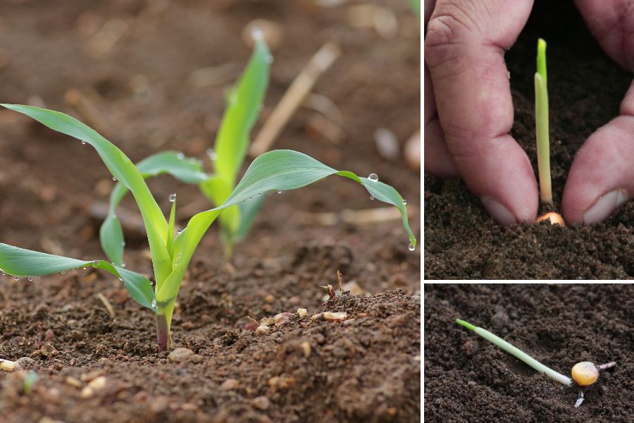 Tender young corn seedlings with rolled first leaves.