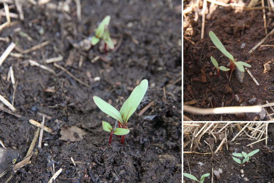 Tiny beet seedlings with red stems and green chard seedlings