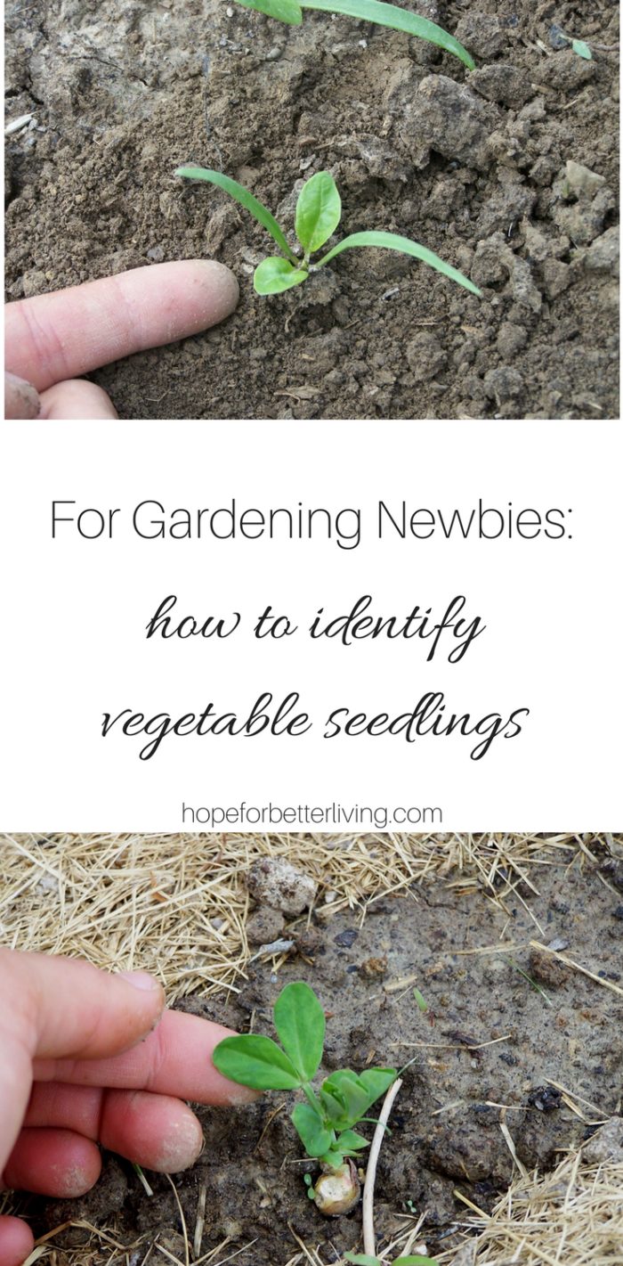 How to Identify Seedlings in the Vegetable Garden • a traditional life