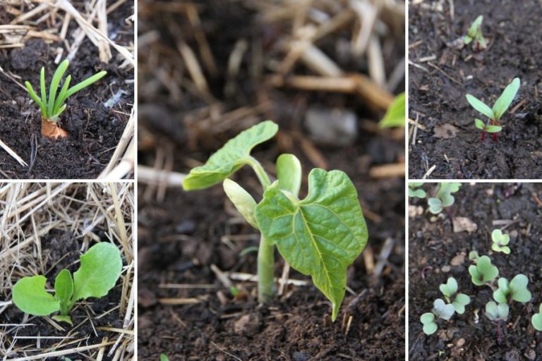 A collective of photos showing vegetable seedlings you would grow in the garden.