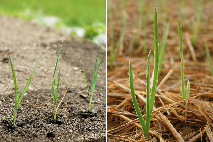 Leek and garlic sprouts revealing flat leaves that resemble grass.
