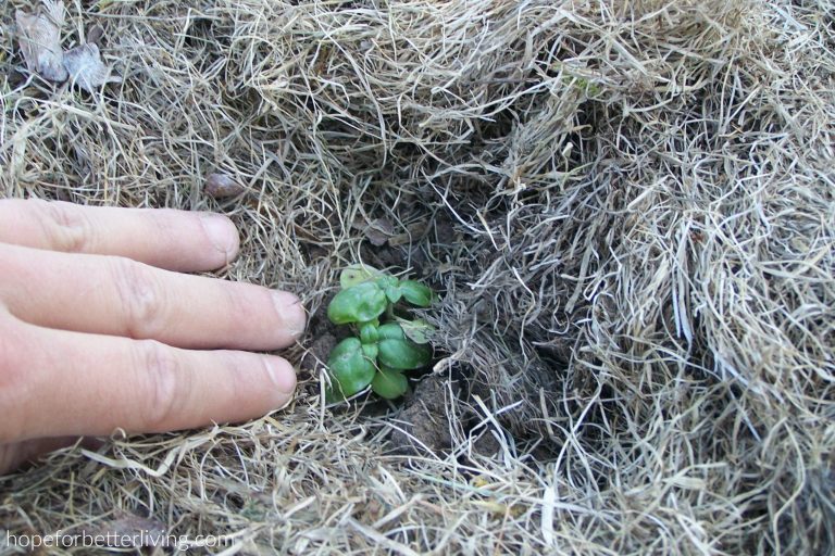 How to Mulch with Grass Clippings