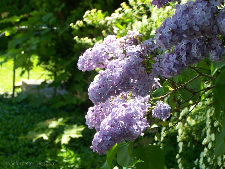 How to Grow Lilacs from Suckers