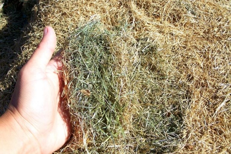 How to Turn Grass Clippings Into Garden Mulch • a traditional life