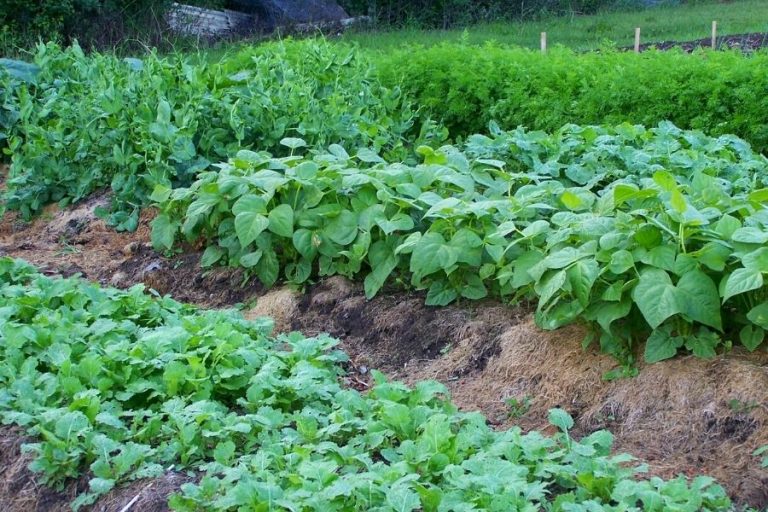 How to Turn Grass Clippings Into Garden Mulch • a traditional life