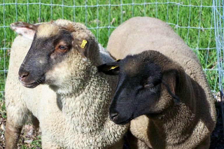 Head shot of two, 8 week old lambs