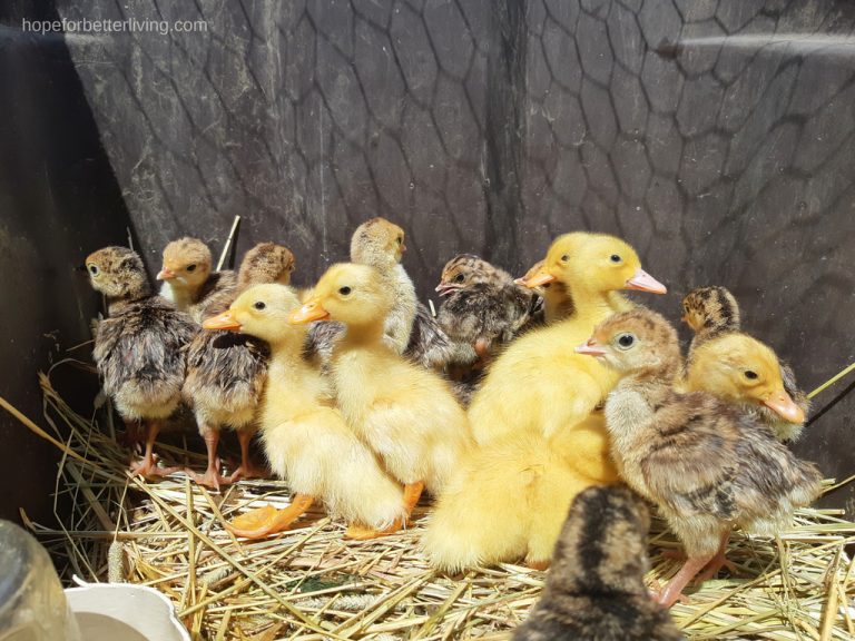 learn how to raise ducklings and turkeys together!