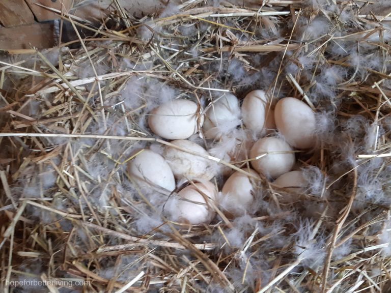 How to Tell if a Duck is Laying