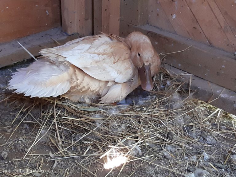 5 Signs of a Broody Duck