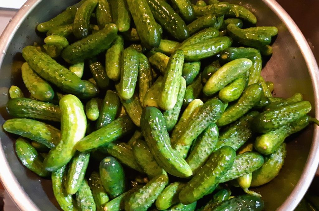 A large bowl filled with 10 pounds of small, green pickling cucumbers.