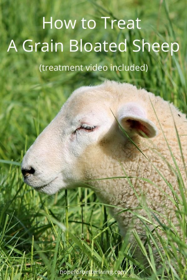 Grain Bloated Sheep How to Treat Your Animals • a traditional life