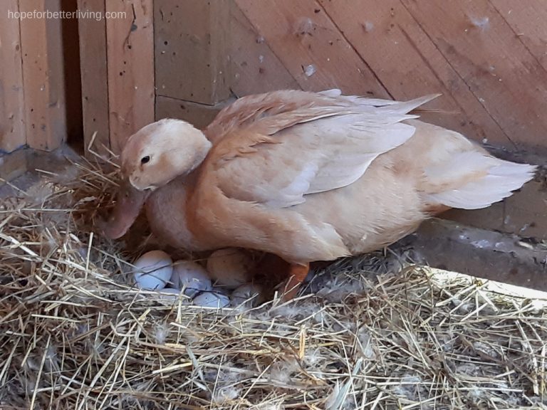 here's how we deal with a broody duck
