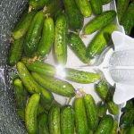 Pickling cucumbers floating in a top loading washing machine