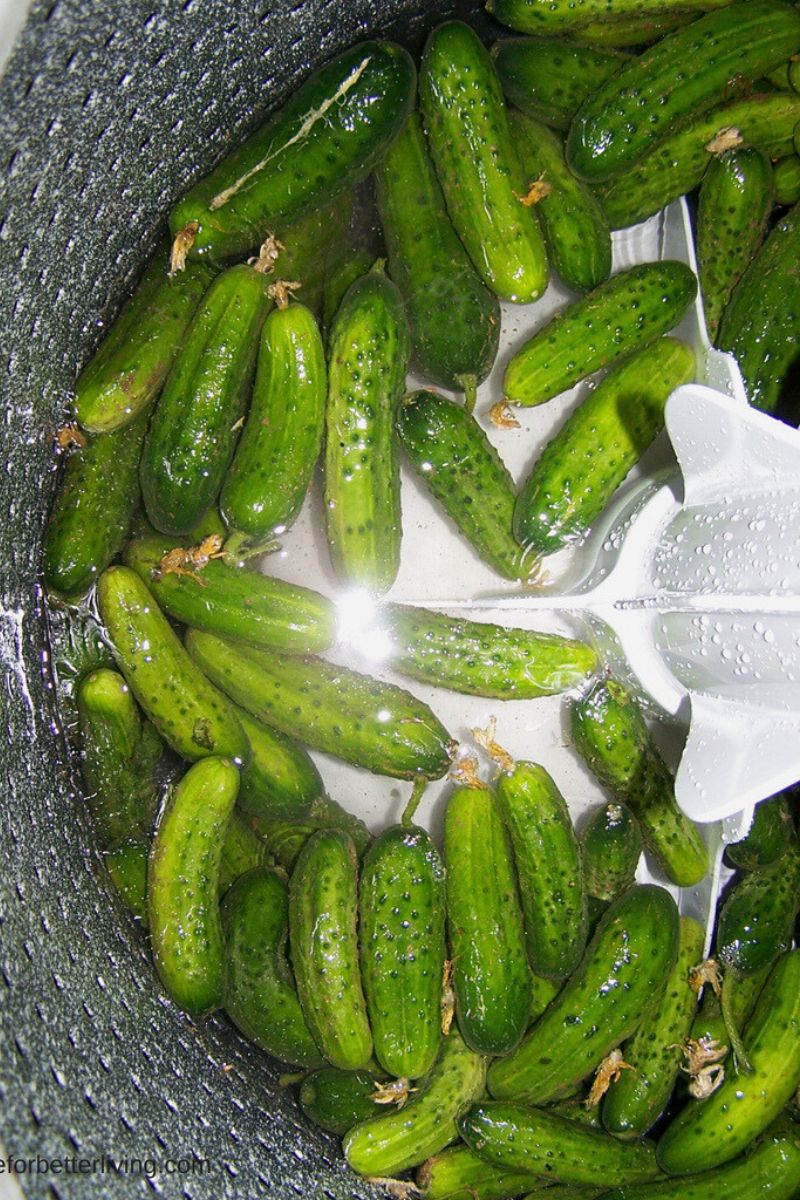 Pickling cucumbers floating in a top loading washing machine