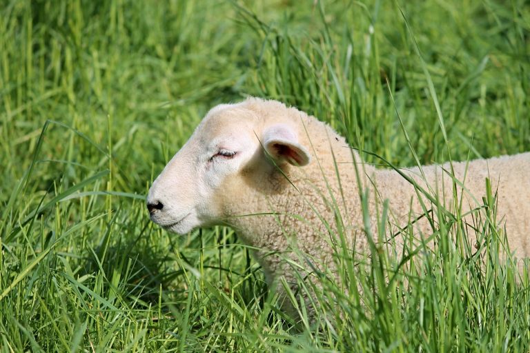 Grain Bloated Sheep: How to Treat Your Animals