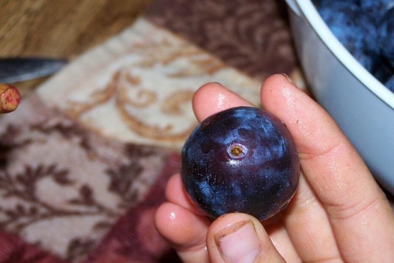 A Simple Method for Pitting Plums Faster