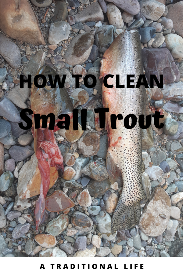 How to Clean a Trout