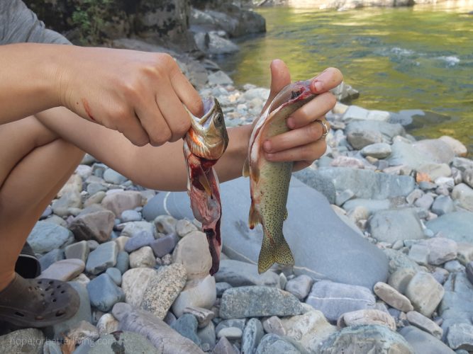 How to Clean a Trout